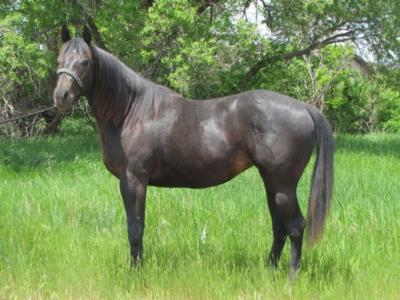 Paddys Gin Kiara JW <BR> AQHA 5819952